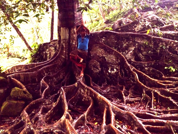 Yogi man and tour guide balancing on an ancient bodhi tree root with yoga