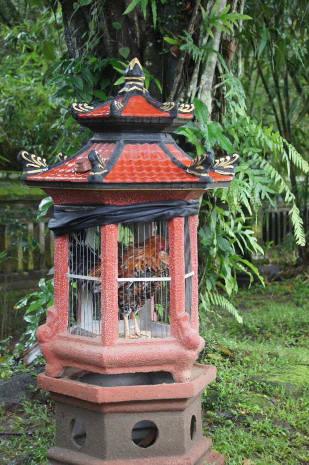 Rooster cocks at Taman Ayun Temple 