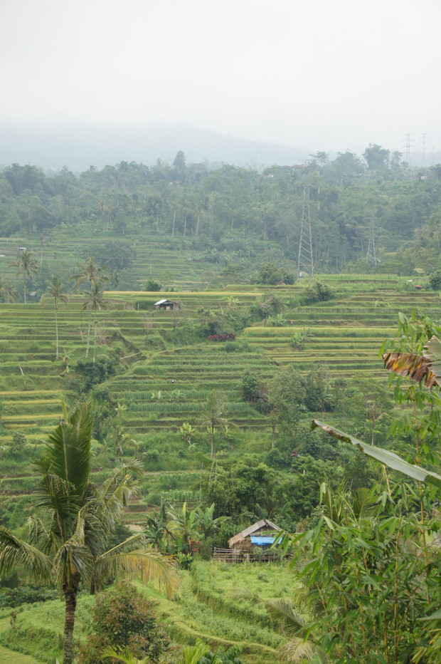 Terraced rice fields in Ubud, Bali