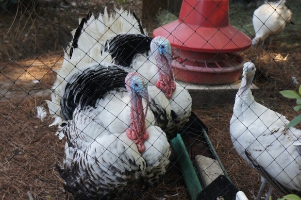 Male Turkeys on the farm