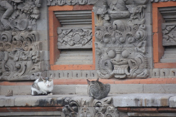 Cats at Taman Ayun Temple 