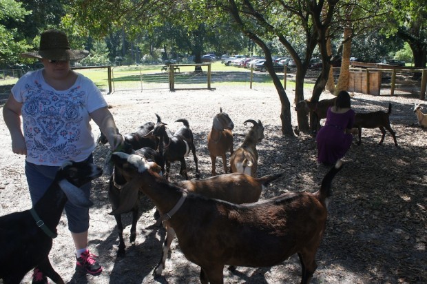Feeding the goats