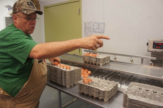 Dale points to the machine sorting the eggs out by weight