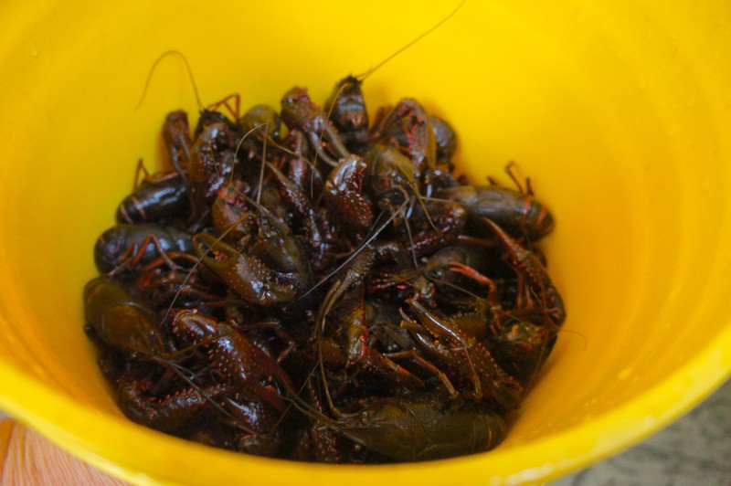 Live crawfish